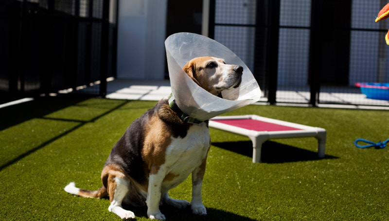 Beagle Post Operation Rehab Rehabilitation Care