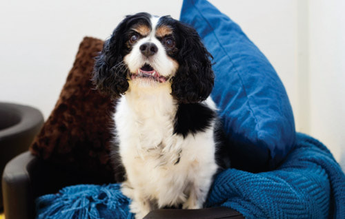 Cavalier King Charles Spaniel Dog Boarding Conditions