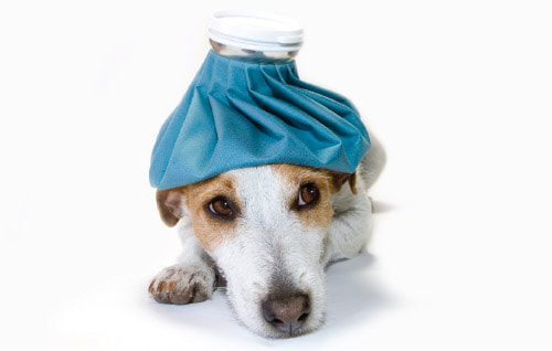 Jack Russell Terrier Canine Cough
