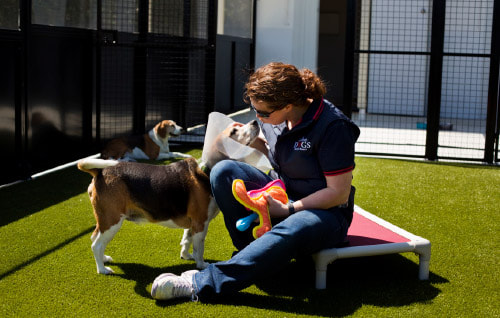 Beagliers, Parsons Terrier dog rehabilitation