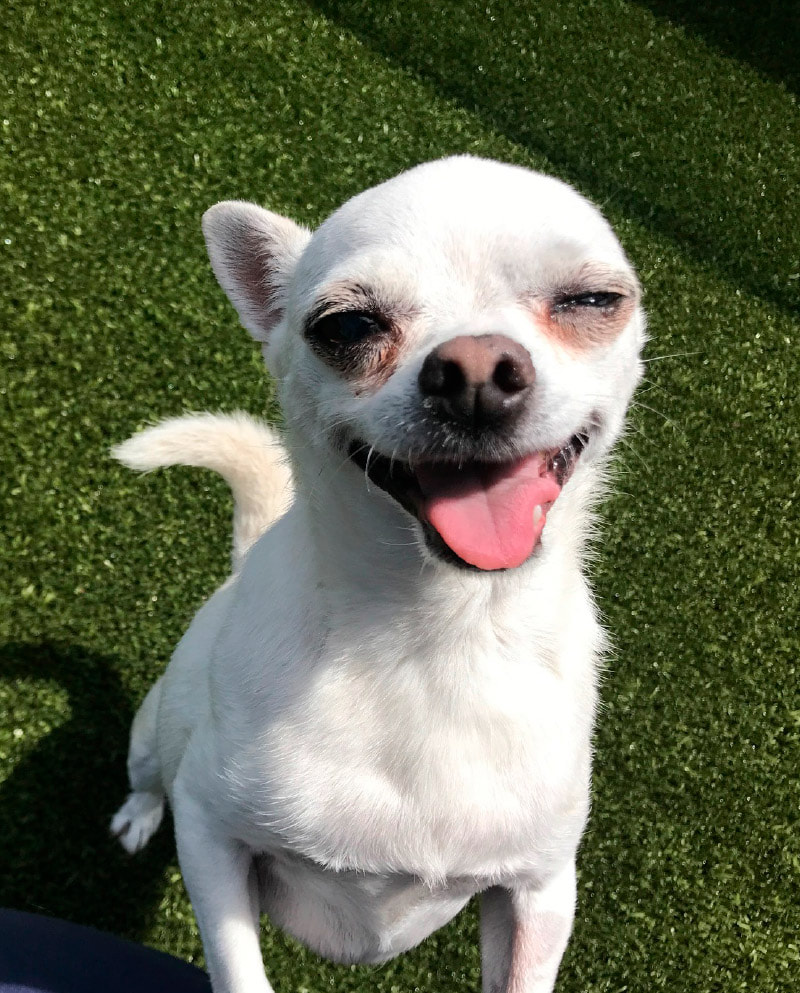 Chihuahua Happy Dog